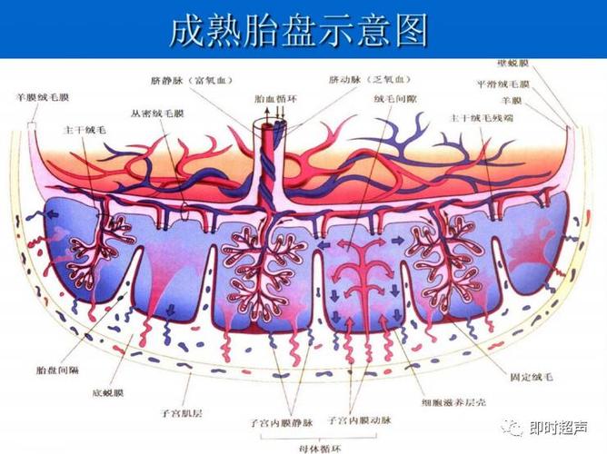 胎盘的胚胎发育及超声