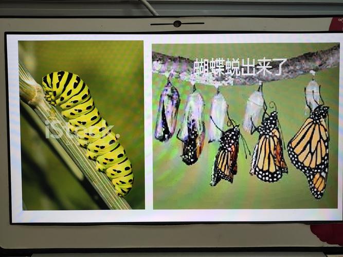 第5次美术提高活动《油画棒背景涂色:毛毛虫和蝴蝶》