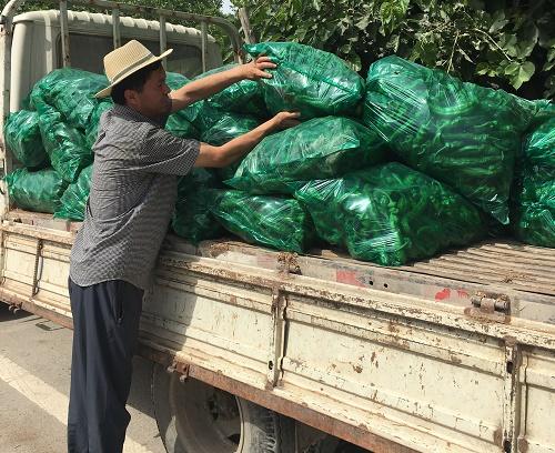 为了抢占价格先机,村民们全家总动员在辣椒小拱棚里采摘辣椒;地头边