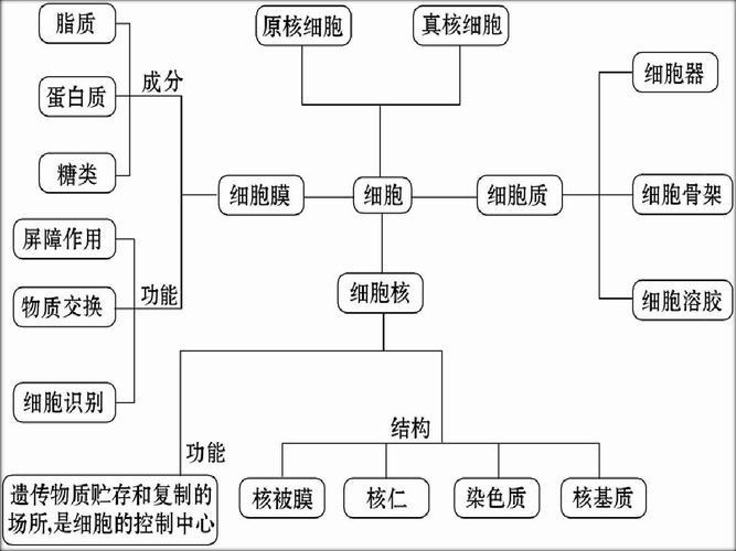 高中生物必修1知识网络