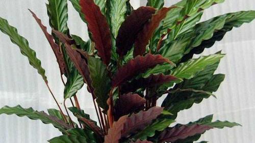 怎么让紫背竹芋爆盆