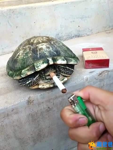 请客笑话这乌龟也太搞笑了