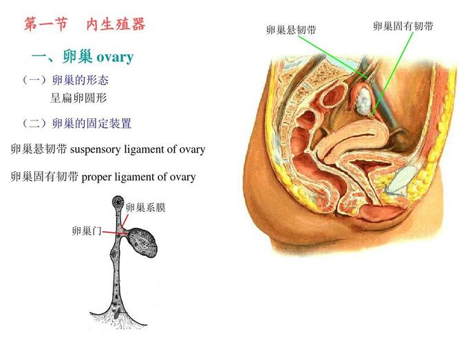 医药卫生 基础医学 女性生殖系统ppt  第一节 内生殖器 卵巢悬韧带