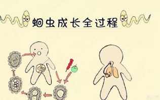 如何预防蛔虫病的手抄报 传染病的手抄报