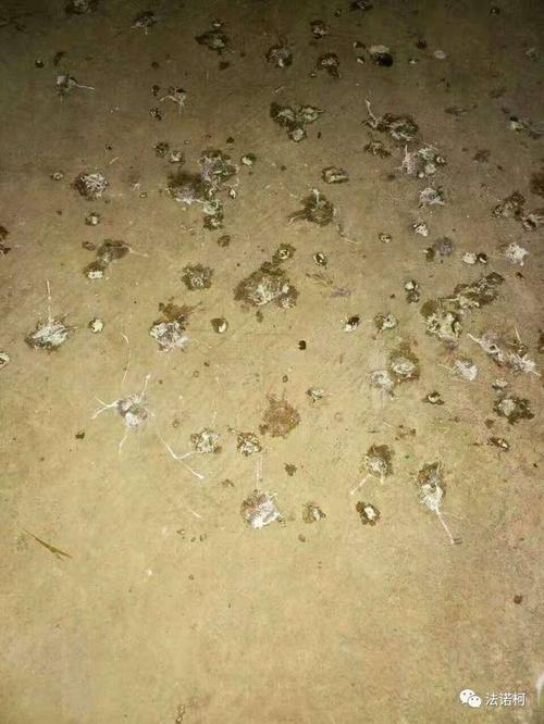 34天鹌鹑如图粪便原因分析?值得一看!