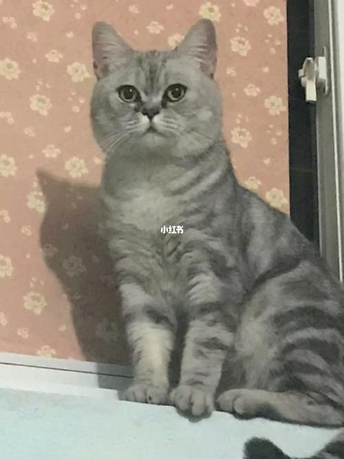 到底是英短还是美短_英短_美短_宠物_猫