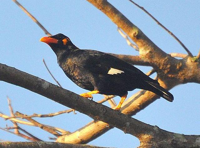鹩哥安达曼亚种