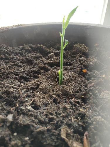 菠萝蜜种子是发芽了吗,求解