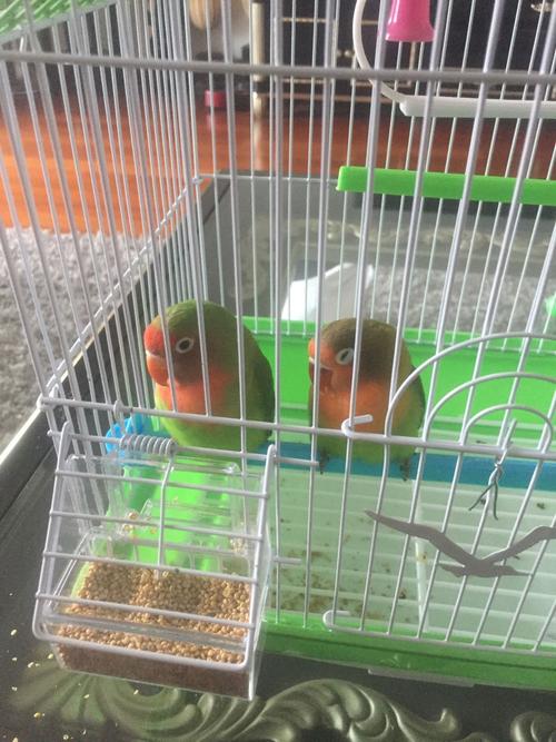 帮忙看看这对牡丹鹦鹉是骡子吗?