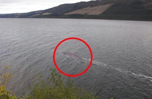 水怪之后,英国尼斯湖又现未知生物,这次的照片更清晰!