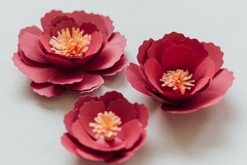 diy牡丹纸花教程