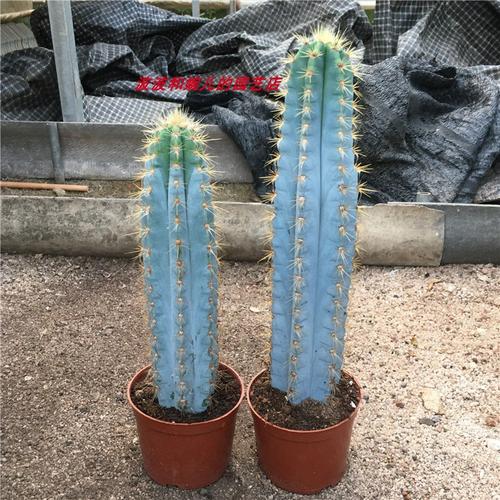 2021精品仙人掌蓝柱仙人柱色蓝粗直易养美观简约防辐射吸甲醛绿植