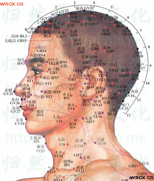 人体穴位图