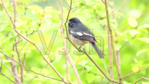 好听的鸟叫声,四喜鸟叫声_1920x1080_高清视频素材(:)