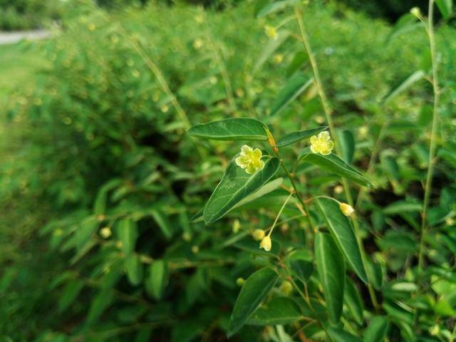 东风渠畔之雀儿舌头