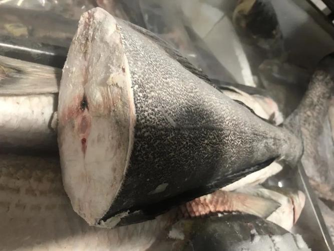海甘鱼