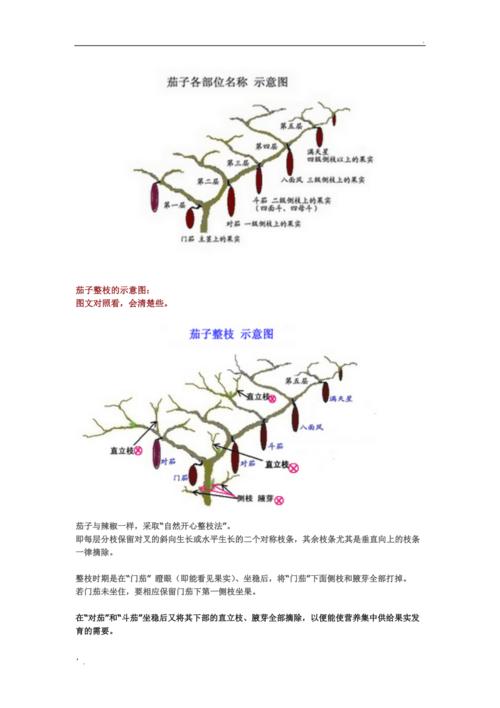 茄子的整枝摘叶