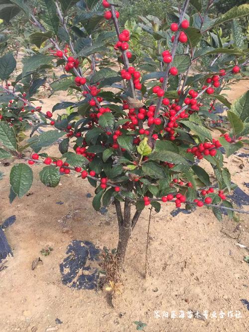 北美冬青3年苗可以挂果吗,哪里有北美冬青,找藤海苗木