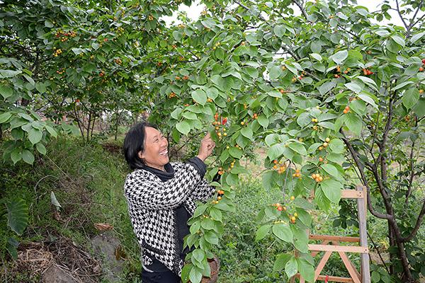 周末采摘好去处 自贡荣县铁厂镇"醉妃红"樱桃上市