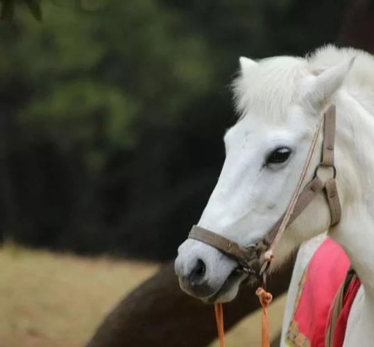 挖机人版《西游记》,你是他们中的谁?