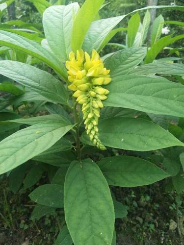 药用倒吊黄花倒水观音树苗中药材黄金大远远志花卉