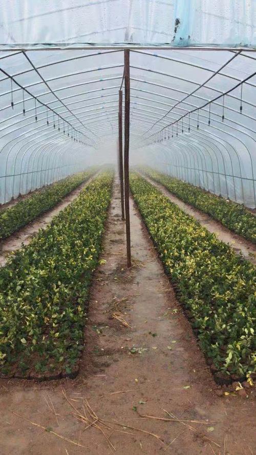 苗木花卉种植业市场超万亿 "绿恒"模式吸引众多投资者