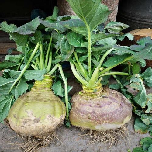 洋大头菜种子洋疙瘩菜种籽光头芥菜芜青甘蓝种籽羊蔓菁辣疙瘩春秋