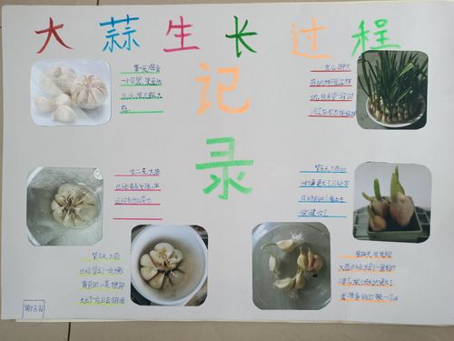 《植物的生长记录》北城小学四年级同学作品集览