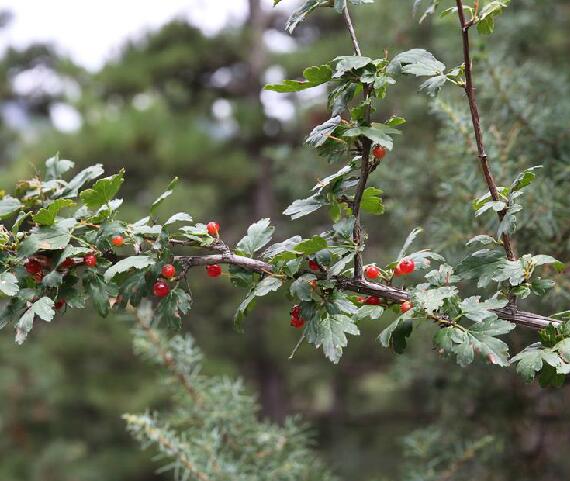 ribes pubescens)是虎耳草科茶藨属植物,高约1米的灌木