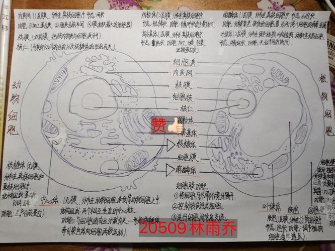 《动植物细胞亚显微结构图》 画图总结作业