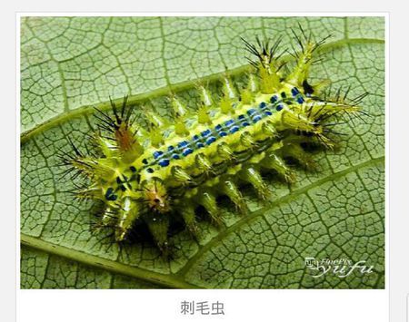 追答 刺毛虫,每年6～9月份是刺毛虫的盛发期.它属于鳞翅目刺蛾科.