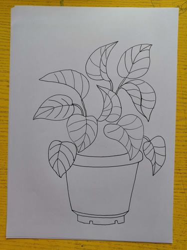 其它 速写绿萝 写美篇 观察最后一张图完成效果,找到画面里没有被遮挡