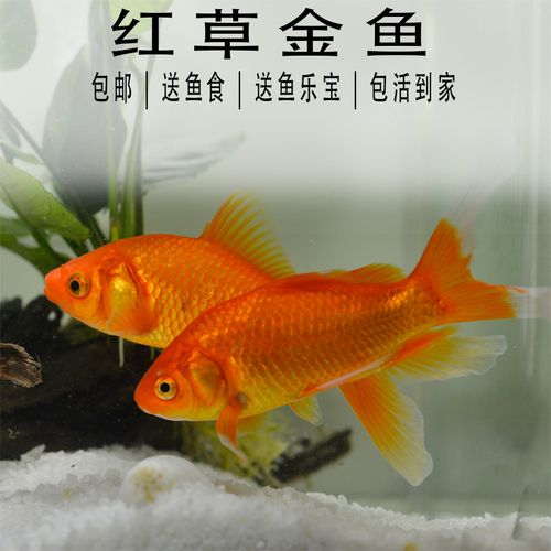 冷水鱼红草鲤鱼小型观赏鱼练手淡水鱼锦鲤金长尾金鱼鱼