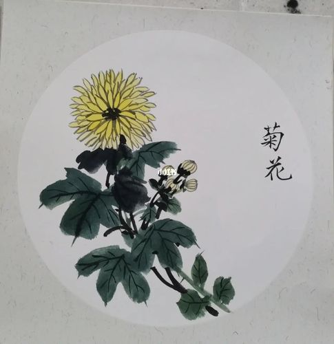 国画菊花_菊花_国画_文化_绘画