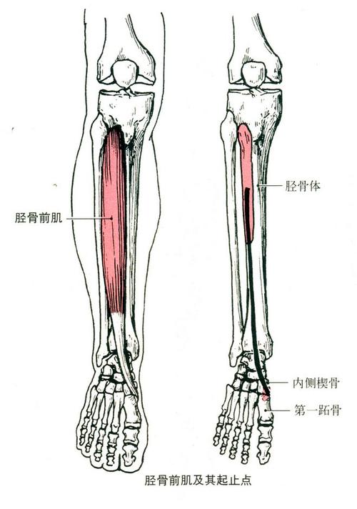 人体