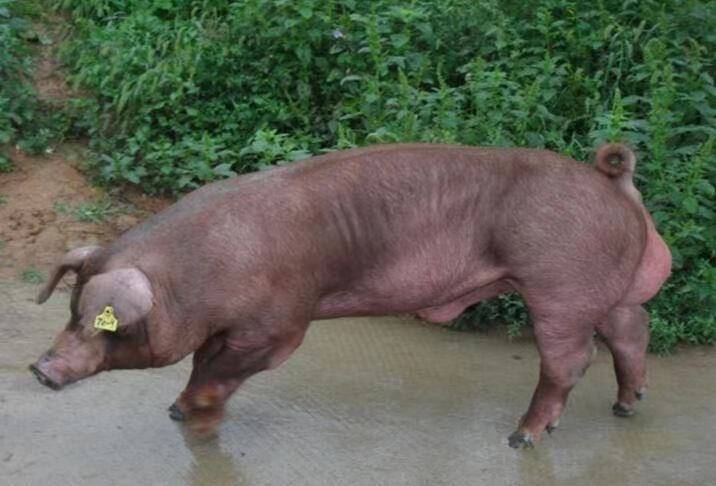 杜洛克猪 杜洛克,大约克,长白种公猪 体型好精力旺,免费指导