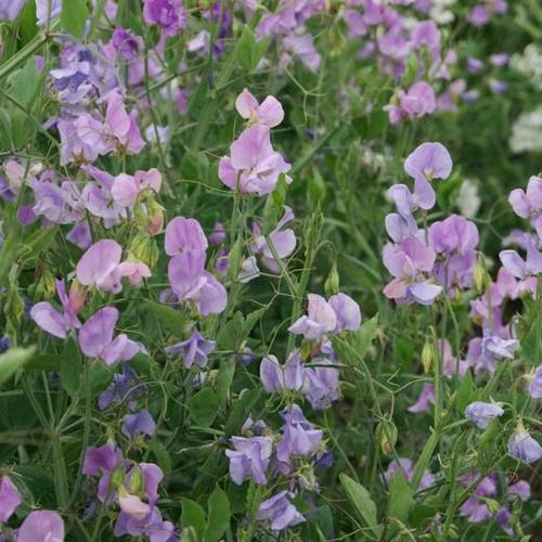 香豌豆种子 切花品种 2018年上架品种