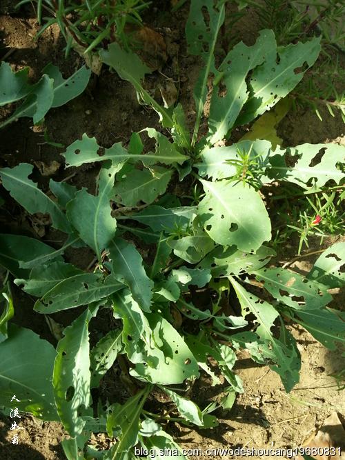 十字花科  菘蓝  属菘蓝