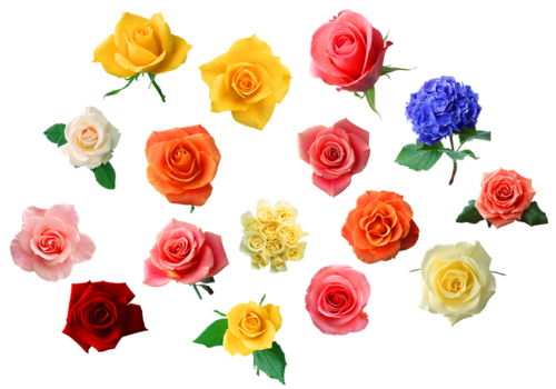 各种颜色的玫瑰花png素材