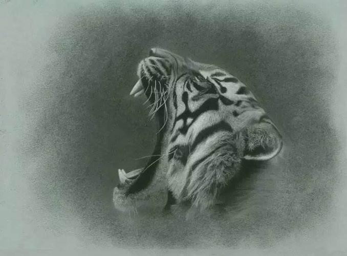 一只咆哮的老虎侧面素描画图片