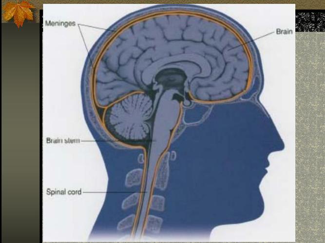 蛛网膜下腔出血