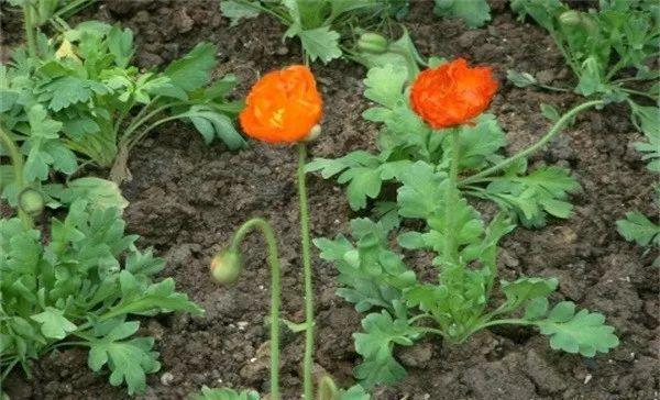 "邪恶之花"碰不得!教你辨别罂粟和虞美人,不要傻傻分不清!