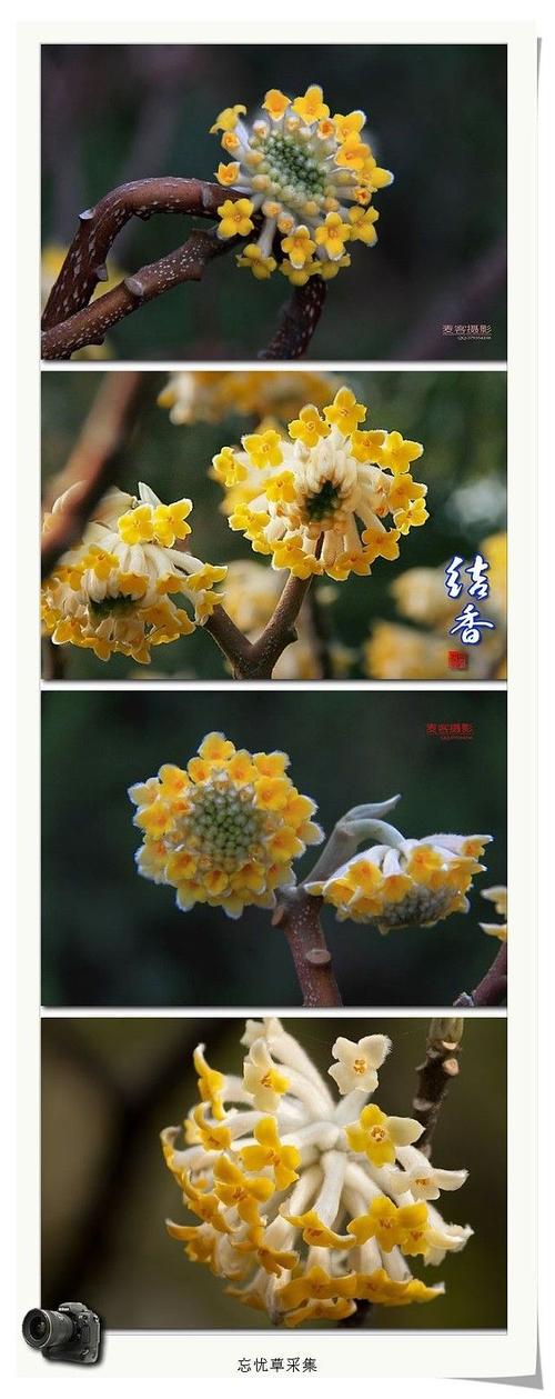 别称:打结花,打结树,黄瑞香,家香,喜花,梦冬花.