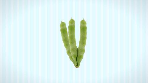 菜豆属