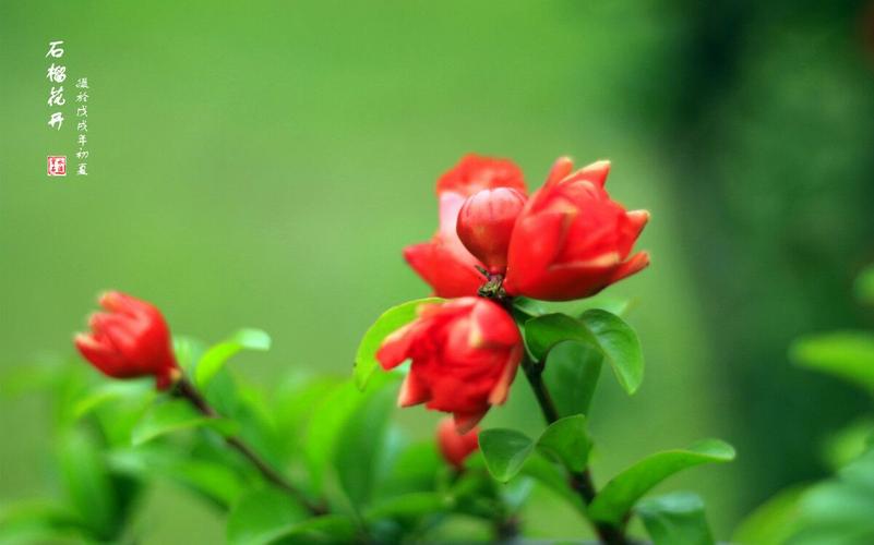 五月,石榴花开