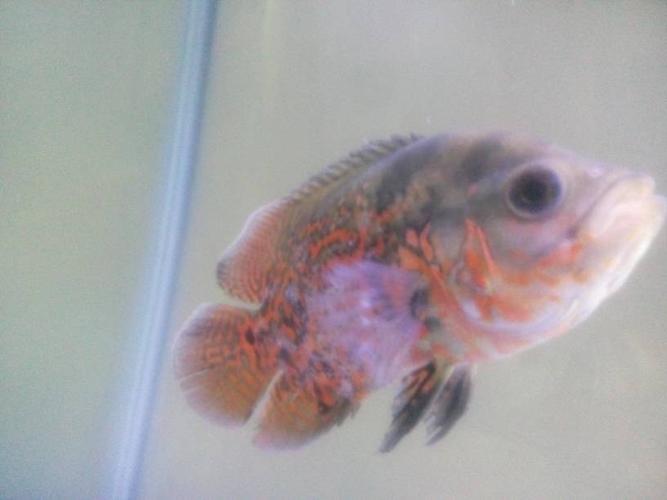 还有一条死的能放盐吗,里面还有两条清道夫和一条招财猫鱼