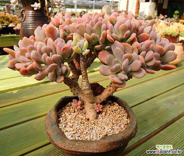 灰姑娘(老庄) 多肉植物