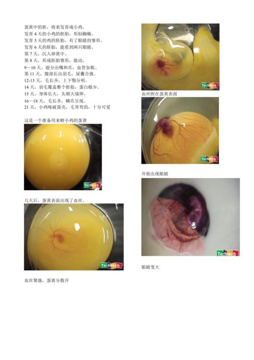 鸡蛋变小鸡全过程