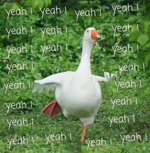 表情包.狗子猫咪大鹅