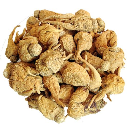 云南丽江玛卡(玛咖)_maca